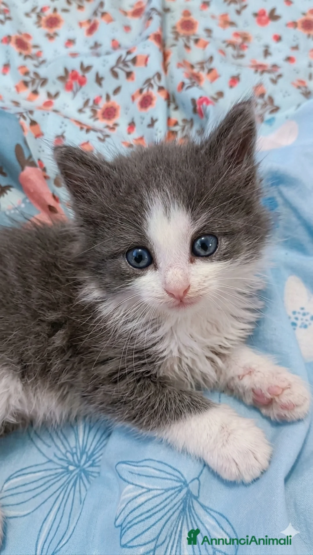 Siberiano gatti in vendita: Splendidi Cuccioli Gatto Siberiano Pedigree ENFI - Annuncio 24