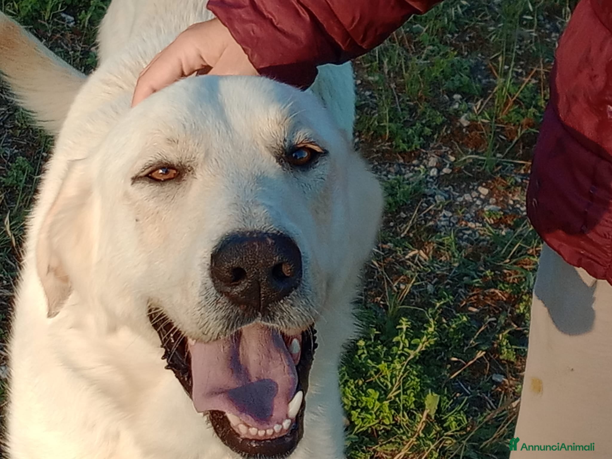 Meticcio cani EDO CUCCIOLONE - Annuncio 1