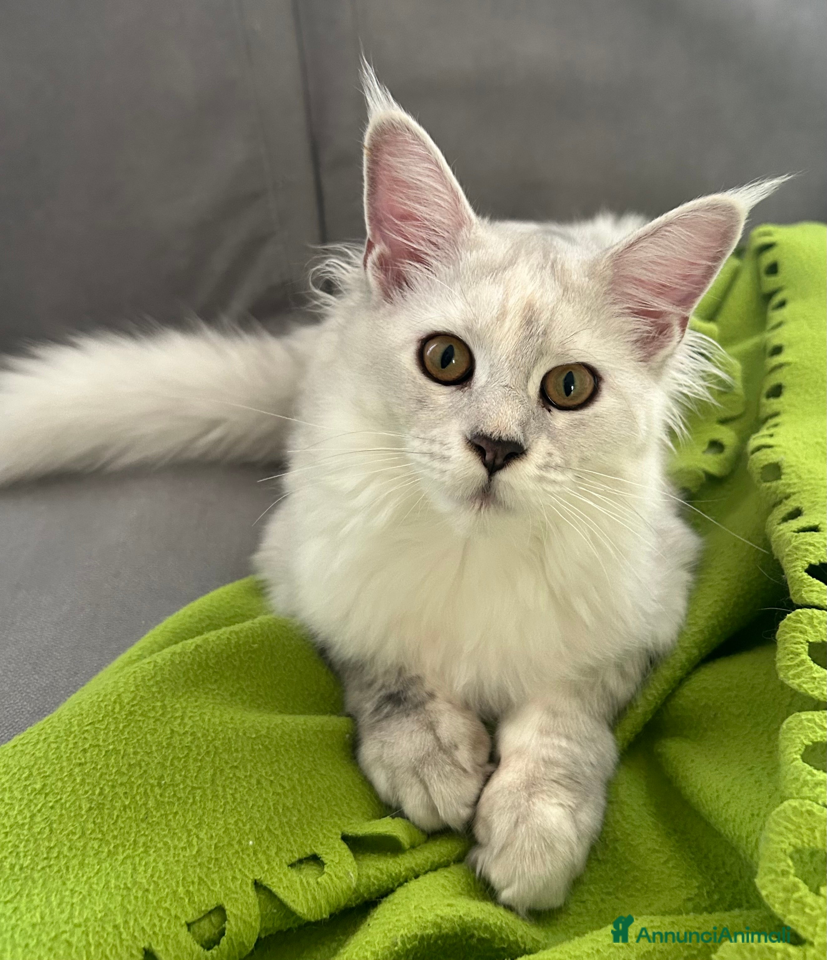 Maine Coon gatti Maine Coon femmina 7 mesi con pedigree  - Annuncio 10