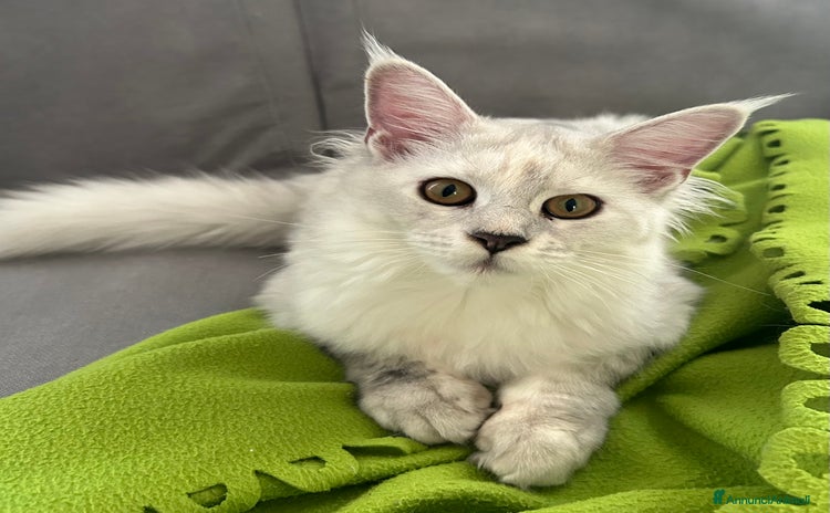 Maine Coon gatti - Annuncio 7