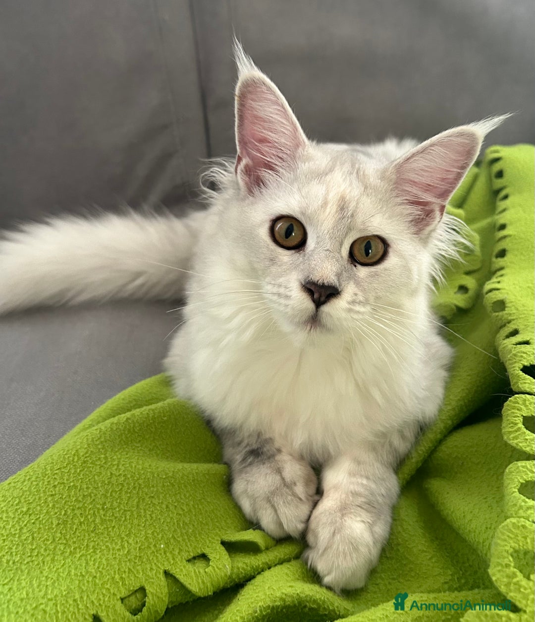 Maine Coon gatti in vendita: Maine Coon femmina 7 mesi con pedigree  - Annuncio 1