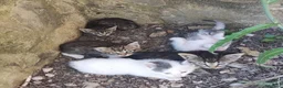 Meticcio gatti in regalo: Piccole meraviglie cercano adozioni a Città metropolitana di Roma Capitale - Annuncio 3