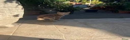 Altre razze gatti in regalo: gattina di 3 mesi rossa cerca casa a Città metropolitana di Roma Capitale - Annuncio 4