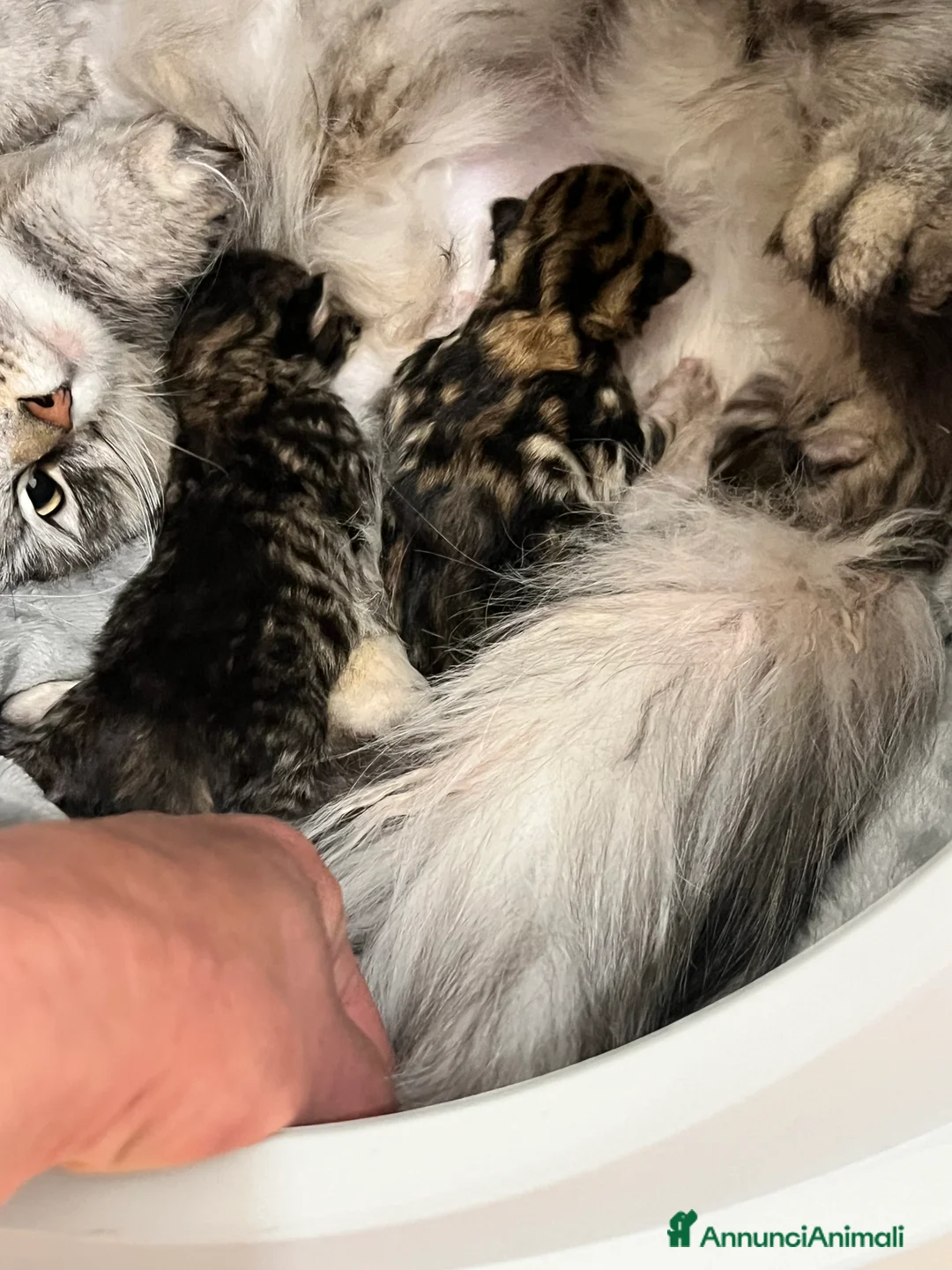 Siberiano gatti in vendita: Gattini disponibili da settembre - Annuncio 2