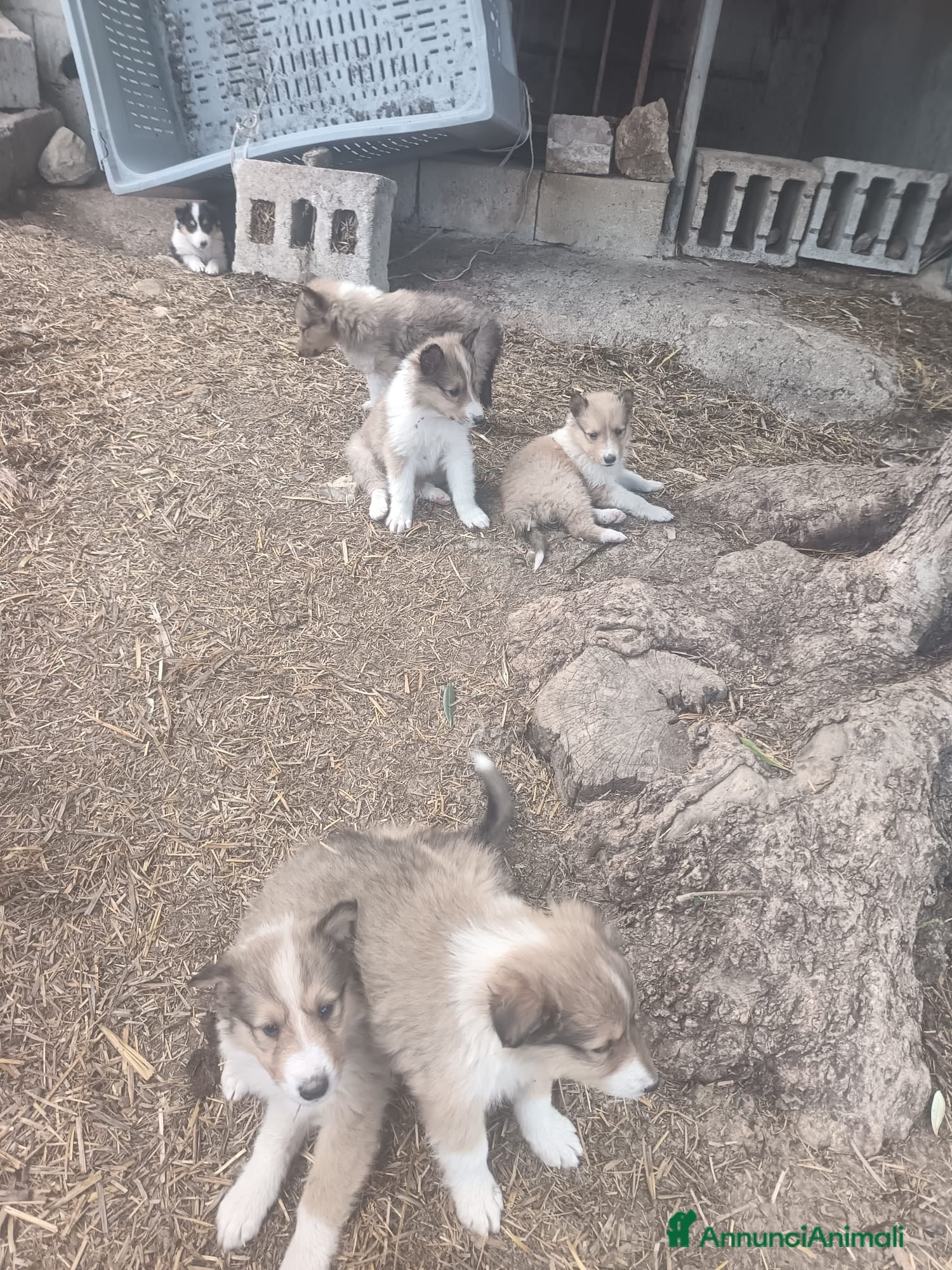 Collie cani Pastore scozzese (lessie) - Annuncio 2