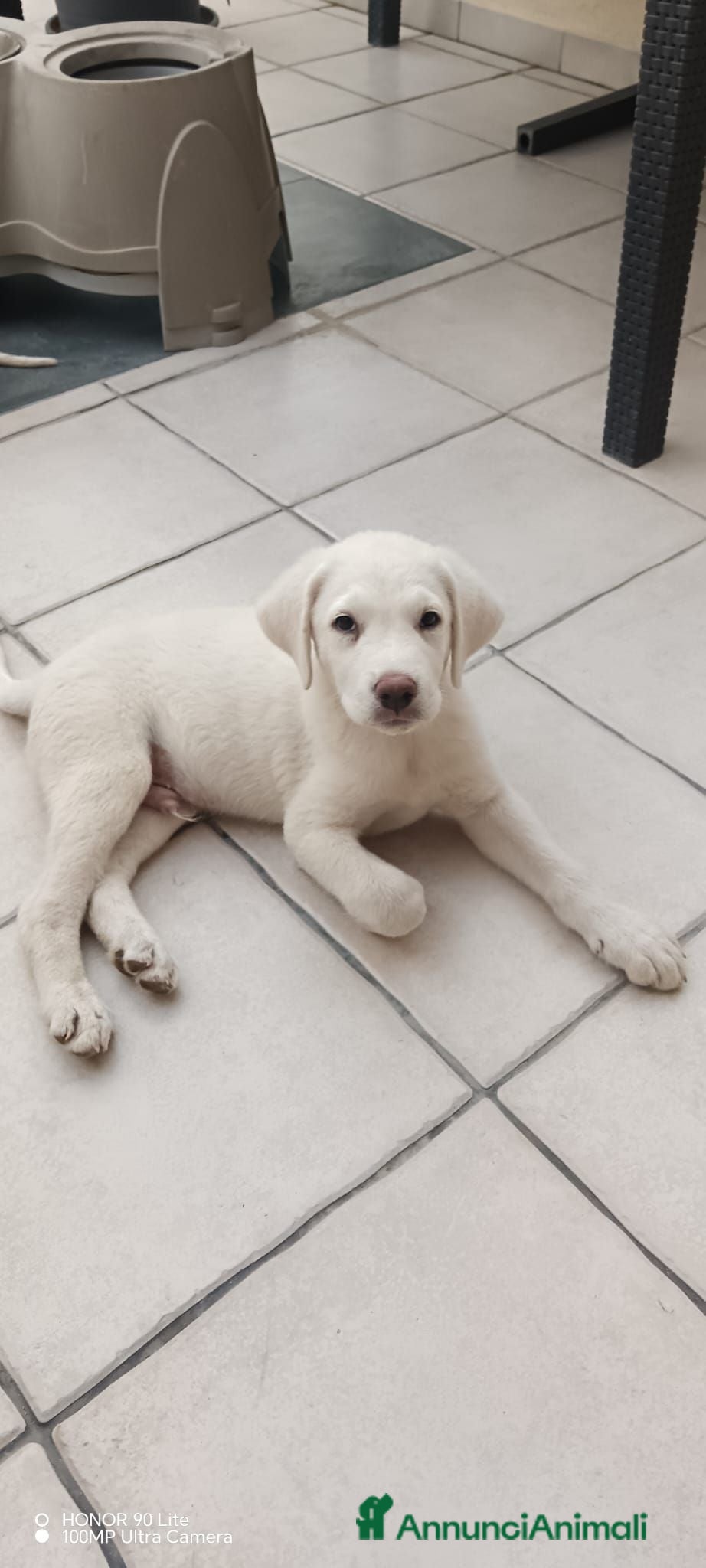 Meticcio cani 3mesi tg media futura SOS CASA CAGLIARI - Annuncio 23