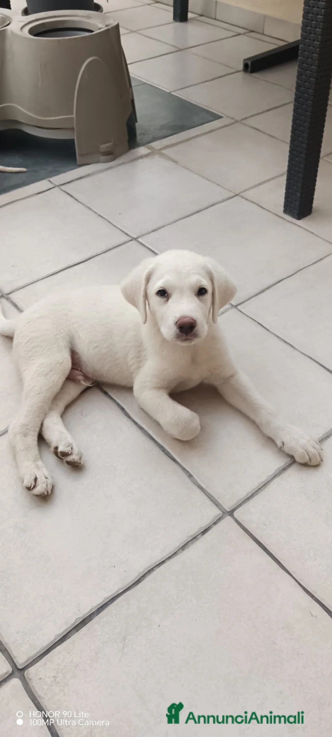 Meticcio cani in regalo: 3mesi tg media futura SOS CASA CAGLIARI - Annuncio 1