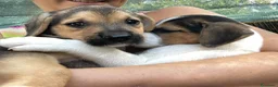 Meticcio cani in regalo: IL TENERO E PICCOLO TARZAN a Città metropolitana di Roma Capitale - Annuncio 6