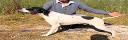 Pointer cani in vendita: Pointer maschio bianco nero - Annuncio 6