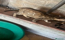 Bengala gatti in vendita: Cucciolo bengala a Provincia di Frosinone - Immagine 27