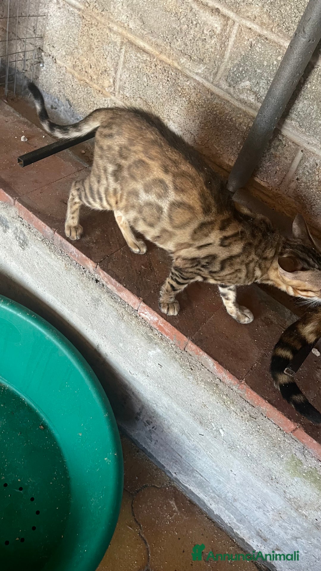 Bengala gatti in vendita: Cucciolo bengala a Provincia di Frosinone - Immagine 27