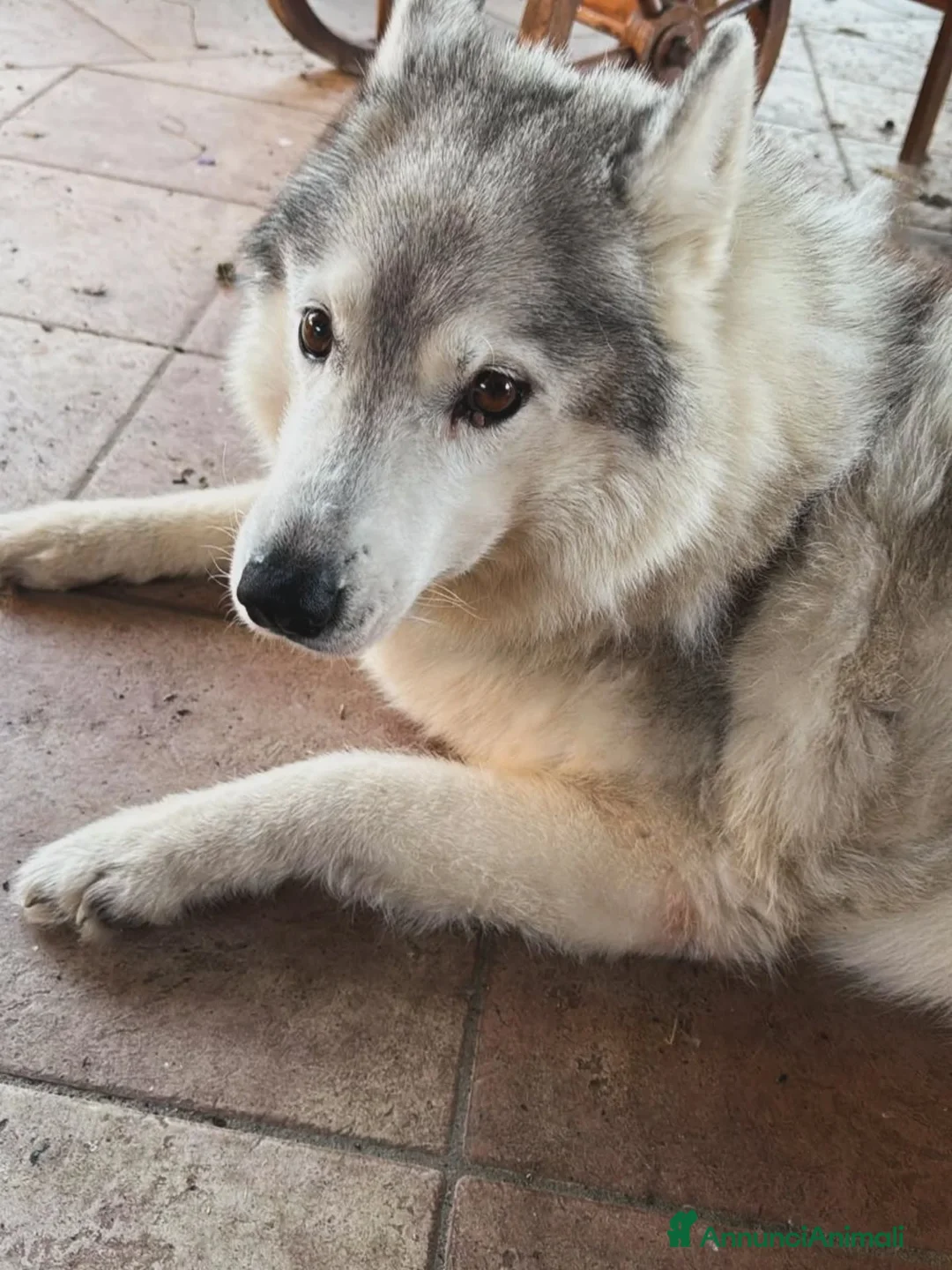 Husky cani in regalo: KUMA adozione del cuore 12 anni cerca casa - Annuncio 3