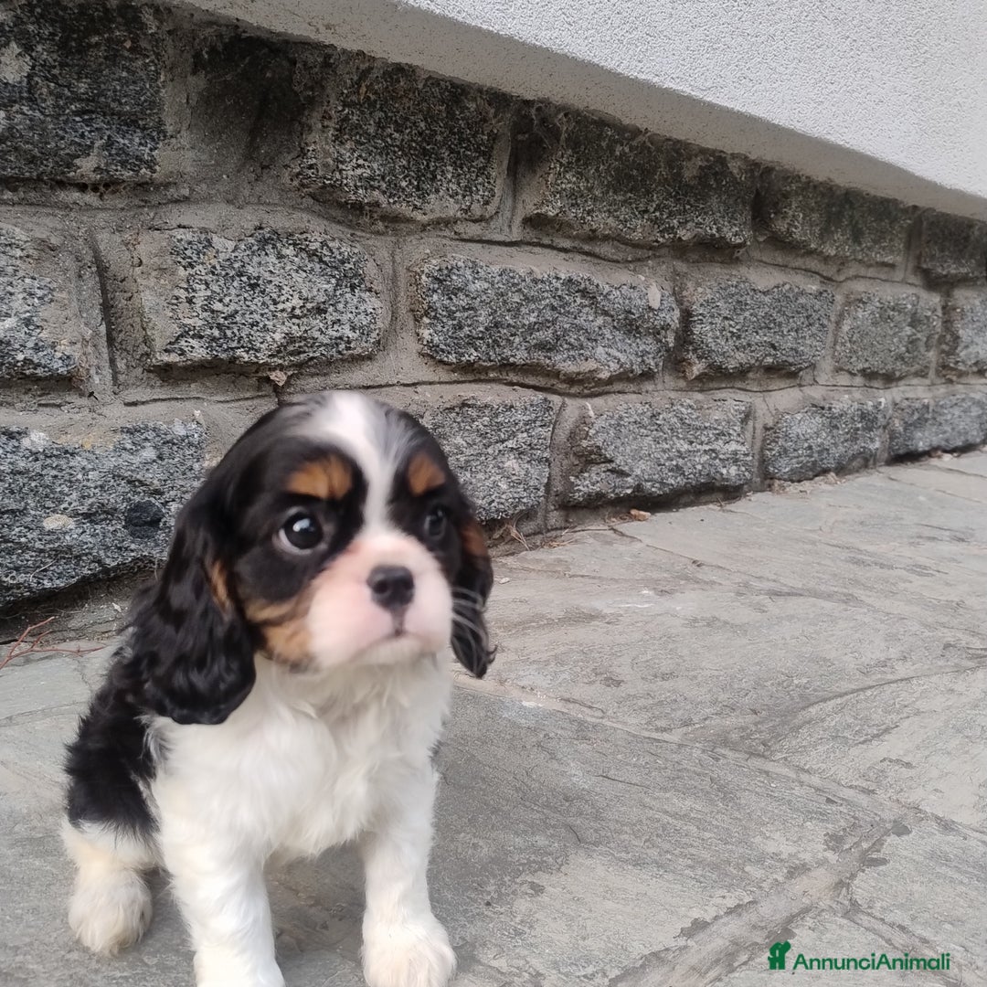 Cavalier King cani in vendita: Cavalier king con pedigree pronta da subito  a Provincia di Lecco - Immagine 13