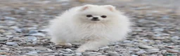Volpino Pomerania cani in vendita: Pomerania - Annuncio 3