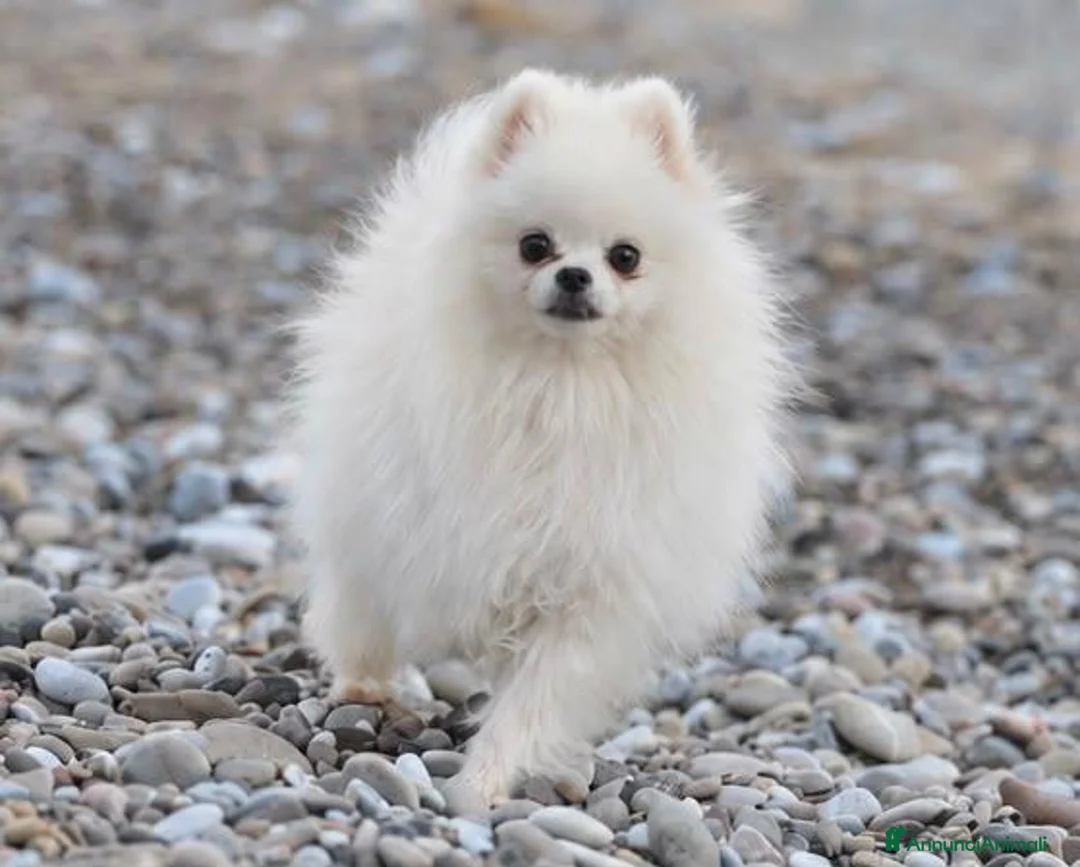 Volpino Pomerania cani in vendita: Pomerania - Annuncio 3
