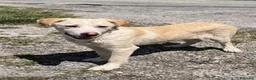 Meticcio cani in regalo: Hilary  - Annuncio 8