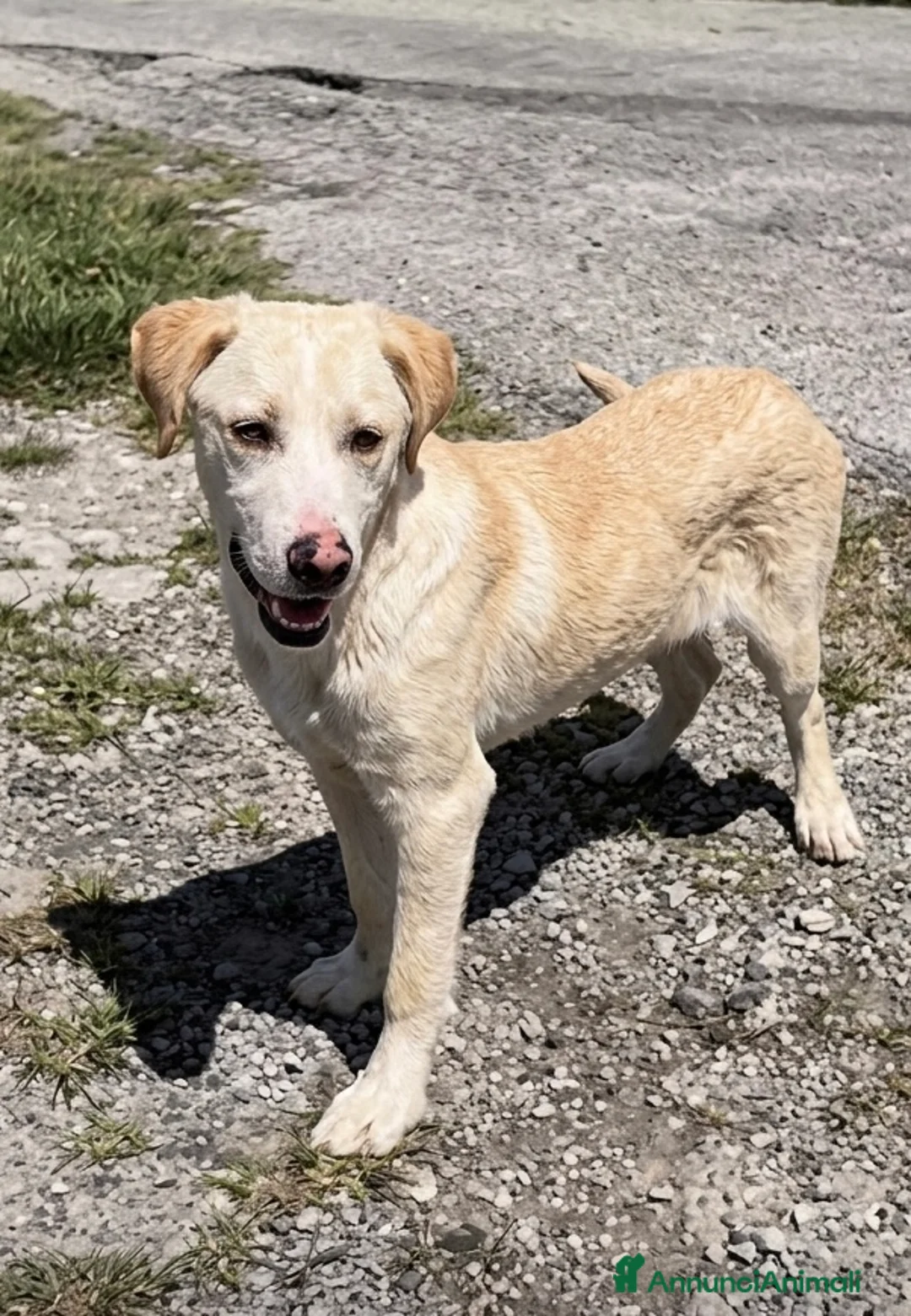 Meticcio cani in regalo: Hilary  - Annuncio 8