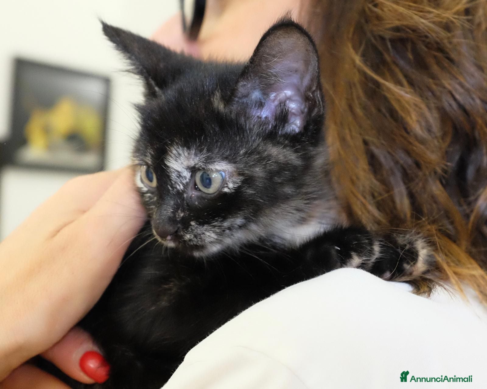 Meticcio gatti GATTINA TRICOLORE  - Annuncio 34