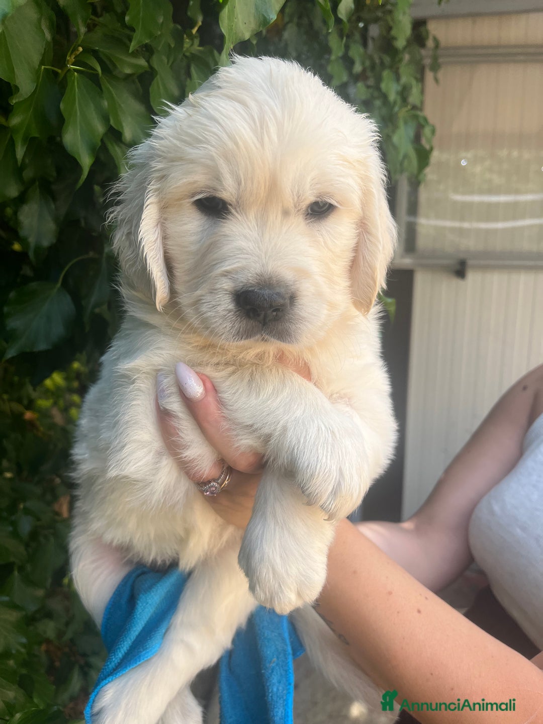 Golden Retriever cani in vendita: Cuccioli di Gold Retriever con pedigree  - Immagine 12