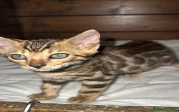 Bengala gatti in vendita: Cucciole di Bengal con Pedigree a Provincia di Asti - Immagine 18
