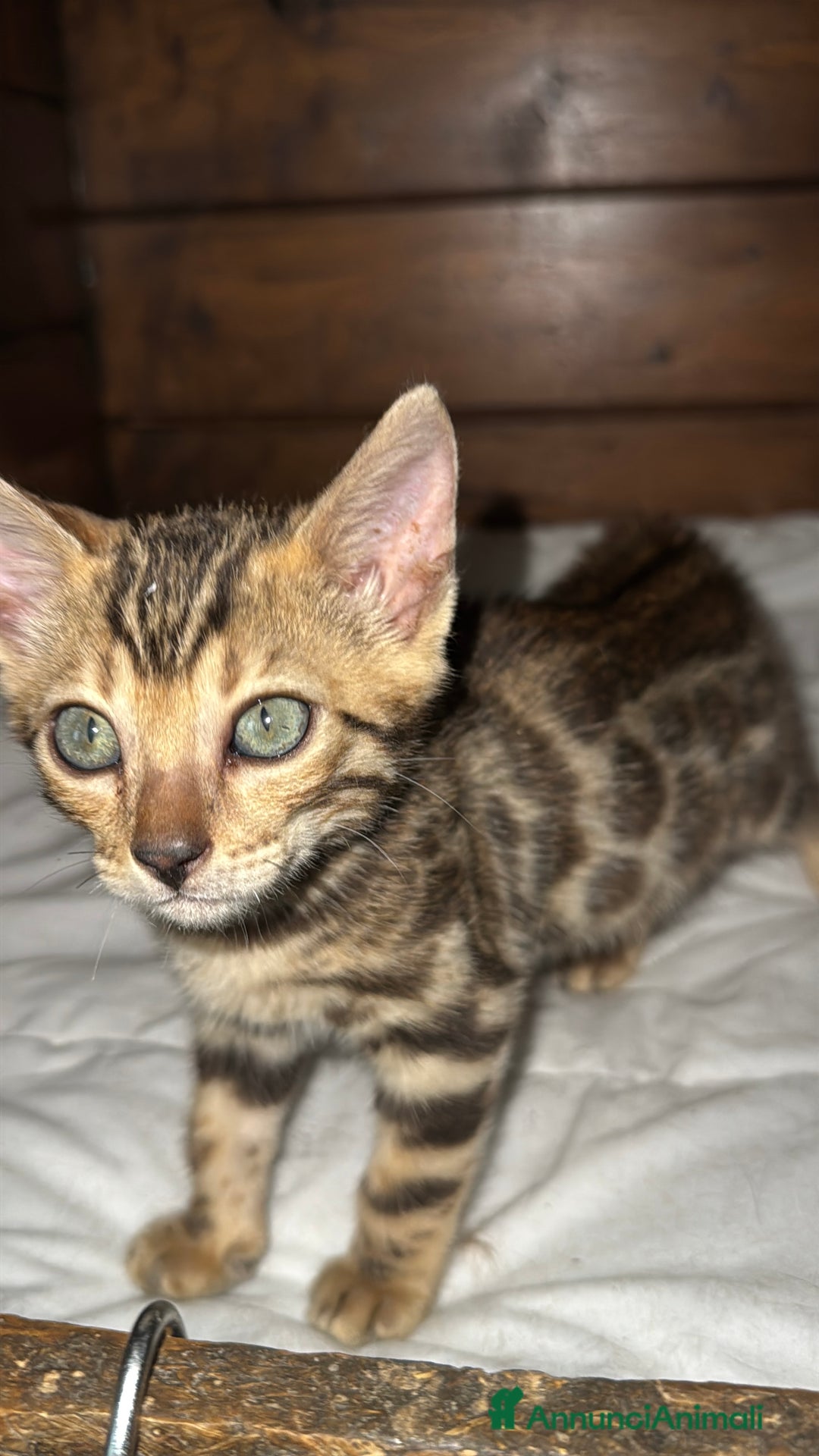 Bengala gatti in vendita: Cucciole di Bengal con Pedigree a Provincia di Asti - Immagine 18