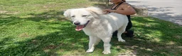 Meticcio cani in regalo: MIRTILLO E LA SUA GIOIA DI VIVERE...IN ADOZIONE - Annuncio 1