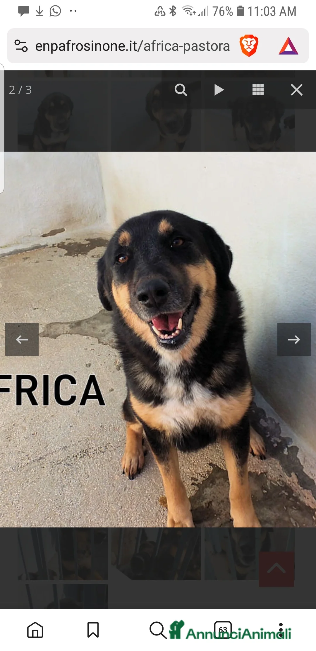 Pastore Tedesco cani in regalo: ADOZ.D 💔:cane di casa:il box sarà la sua tomba? - Annuncio 2