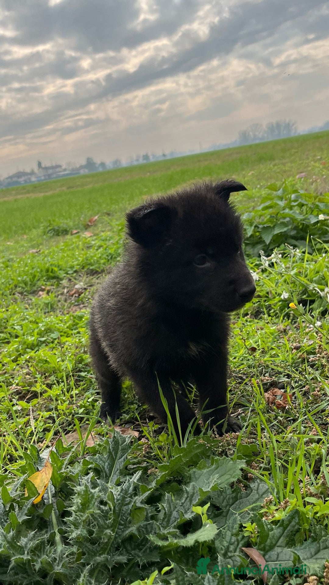Lupo Cecoslovacco cani in vendita: Splendidi cuccioli di American Wolf  - Annuncio 3
