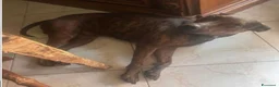 Meticcio cani in regalo: Tigrato 4anni kg12lunghe orecchi,SUPER URGENTE SUD - Annuncio 2