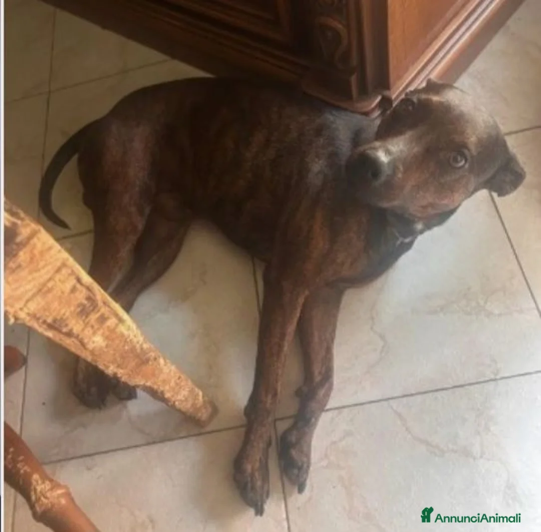 Meticcio cani in regalo: Tigrato 4anni kg12lunghe orecchi,SUPER URGENTE SUD - Annuncio 2