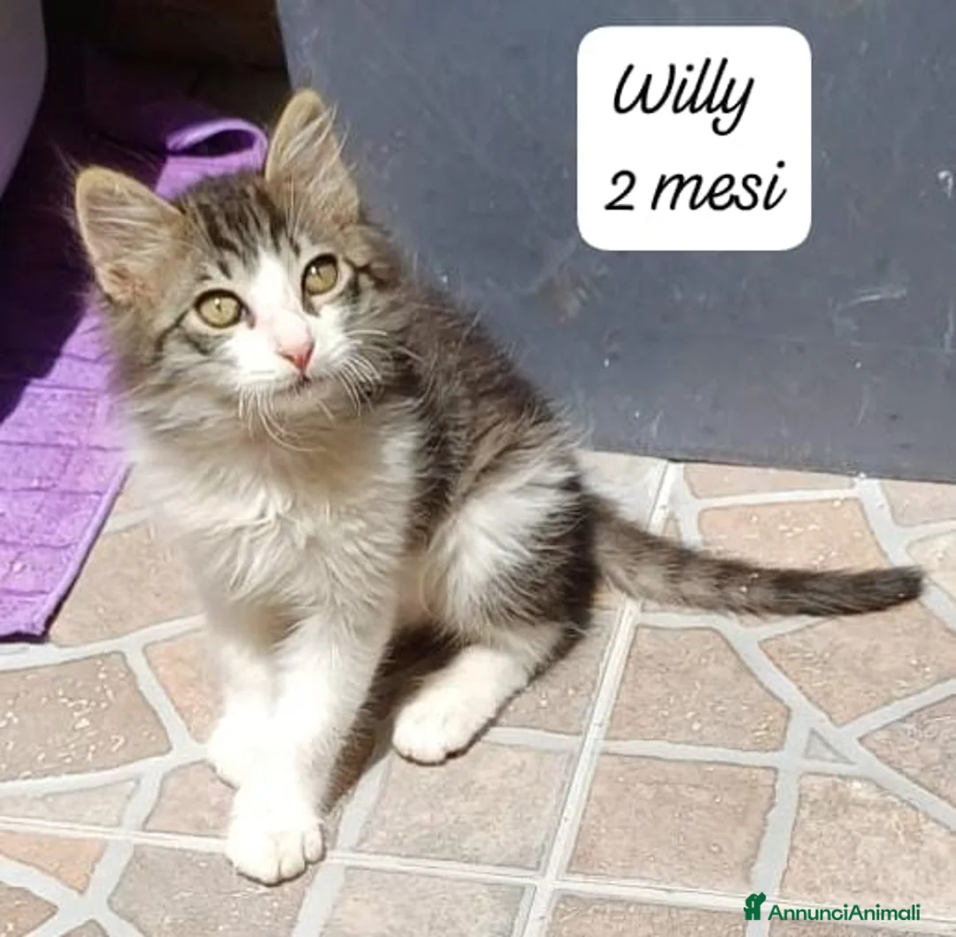 Europeo gatti in regalo: Tanti gattini desiderosi di trovare famiglia  a Provincia di Bergamo - Annuncio 2