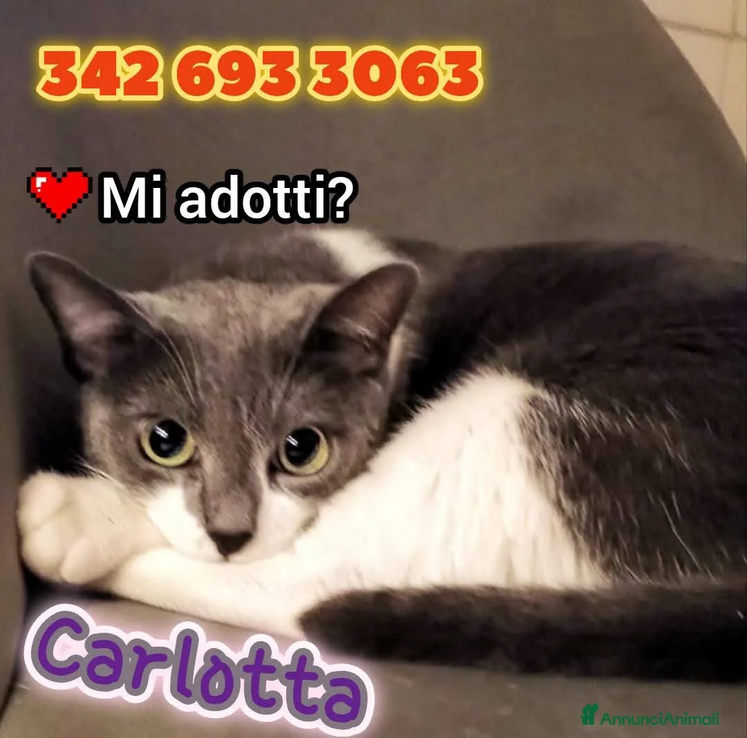 Europeo gatti in regalo: Sissi e Carlotta  a Città metropolitana di Milano - Annuncio 2