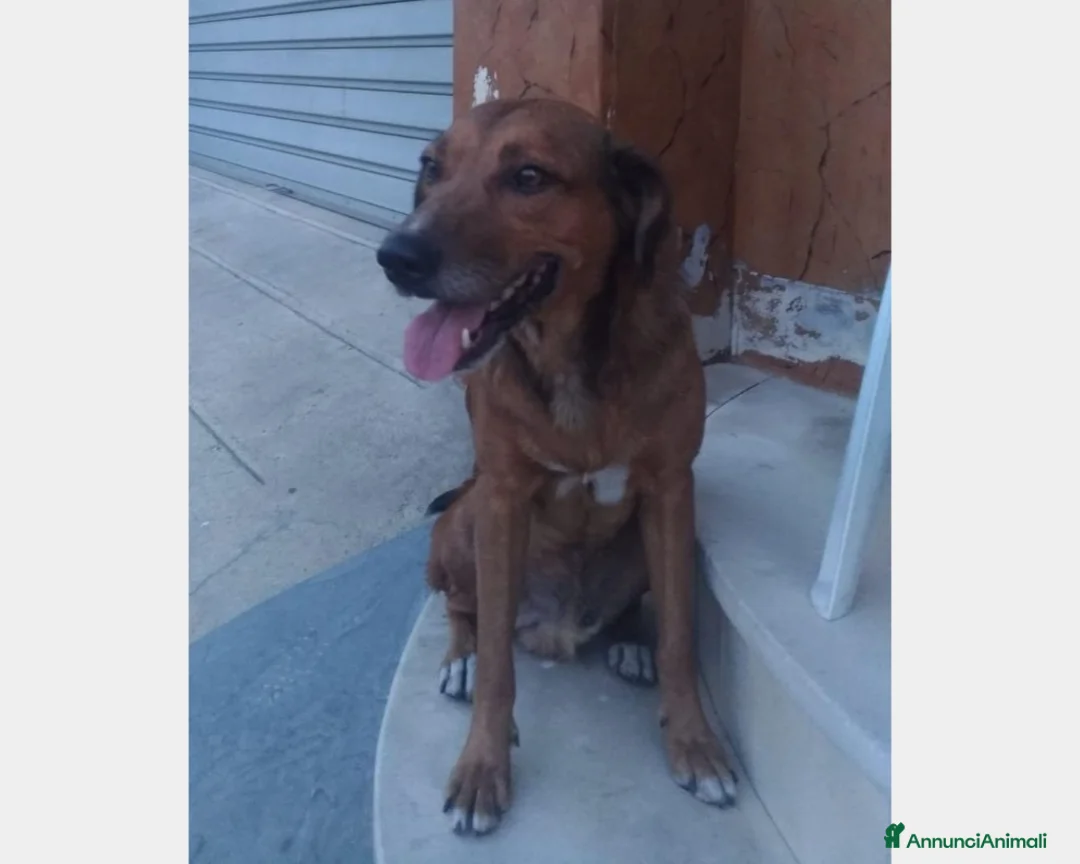 Meticcio cani in regalo: ENDY cagnolino buonissimo cerca casa a Roma - Annuncio 4
