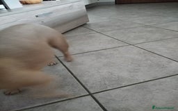 Bulldog Francese cani in vendita: Kira Bulldog Francese  a Provincia di Novara - Immagine 4