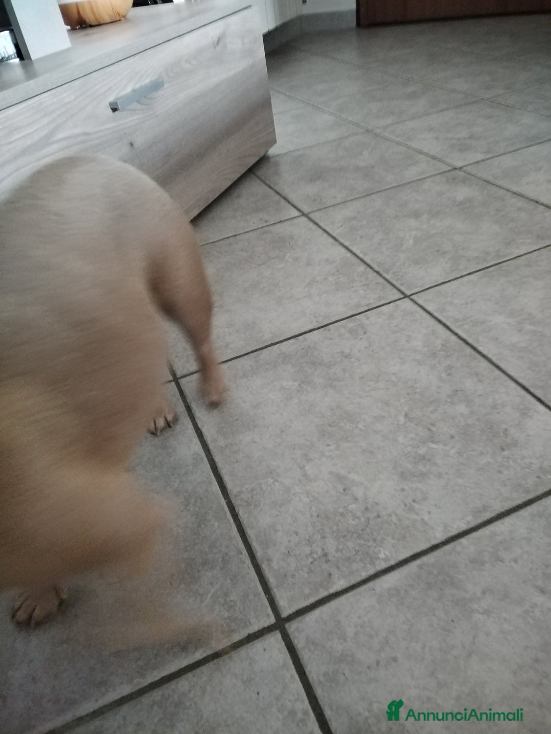 Bulldog Francese cani in vendita: Kira Bulldog Francese  a Provincia di Novara - Immagine 4