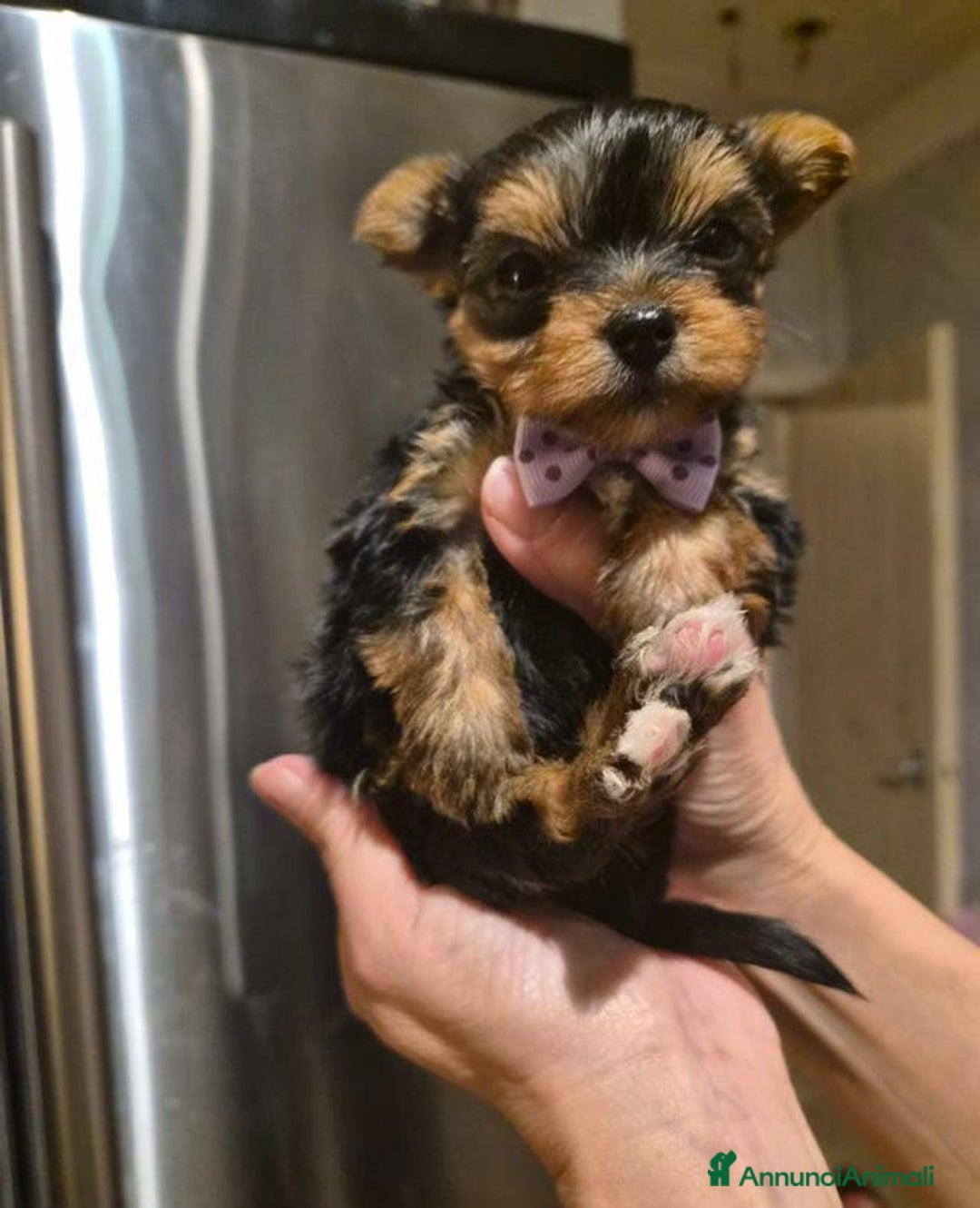 Yorkshire cani in vendita: Bellissimi cuccioli di Yorkshire miniatura da 300g - Annuncio 3