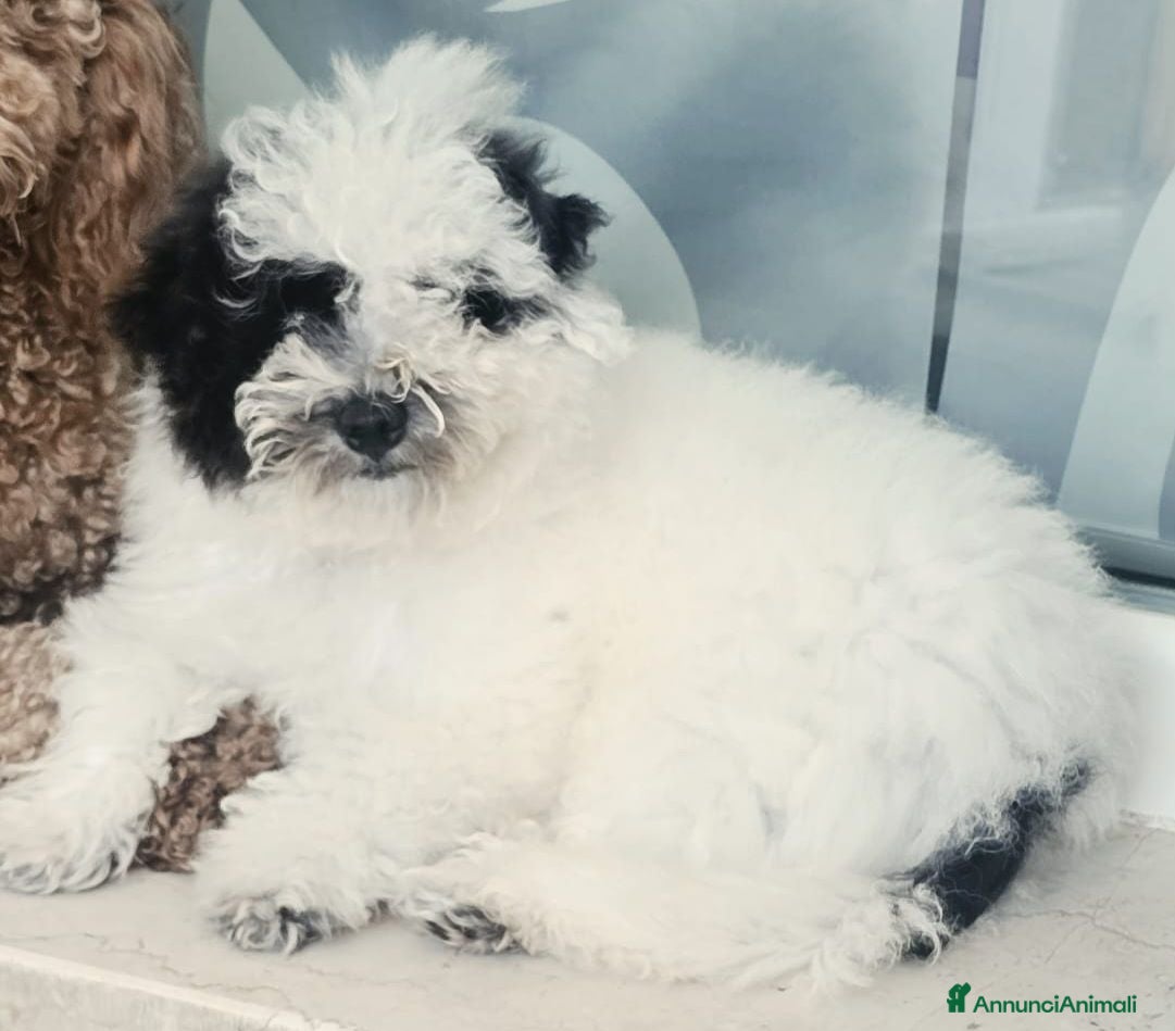 Maltipoo cani Cucciolo maschio Maltipoo - Annuncio 3