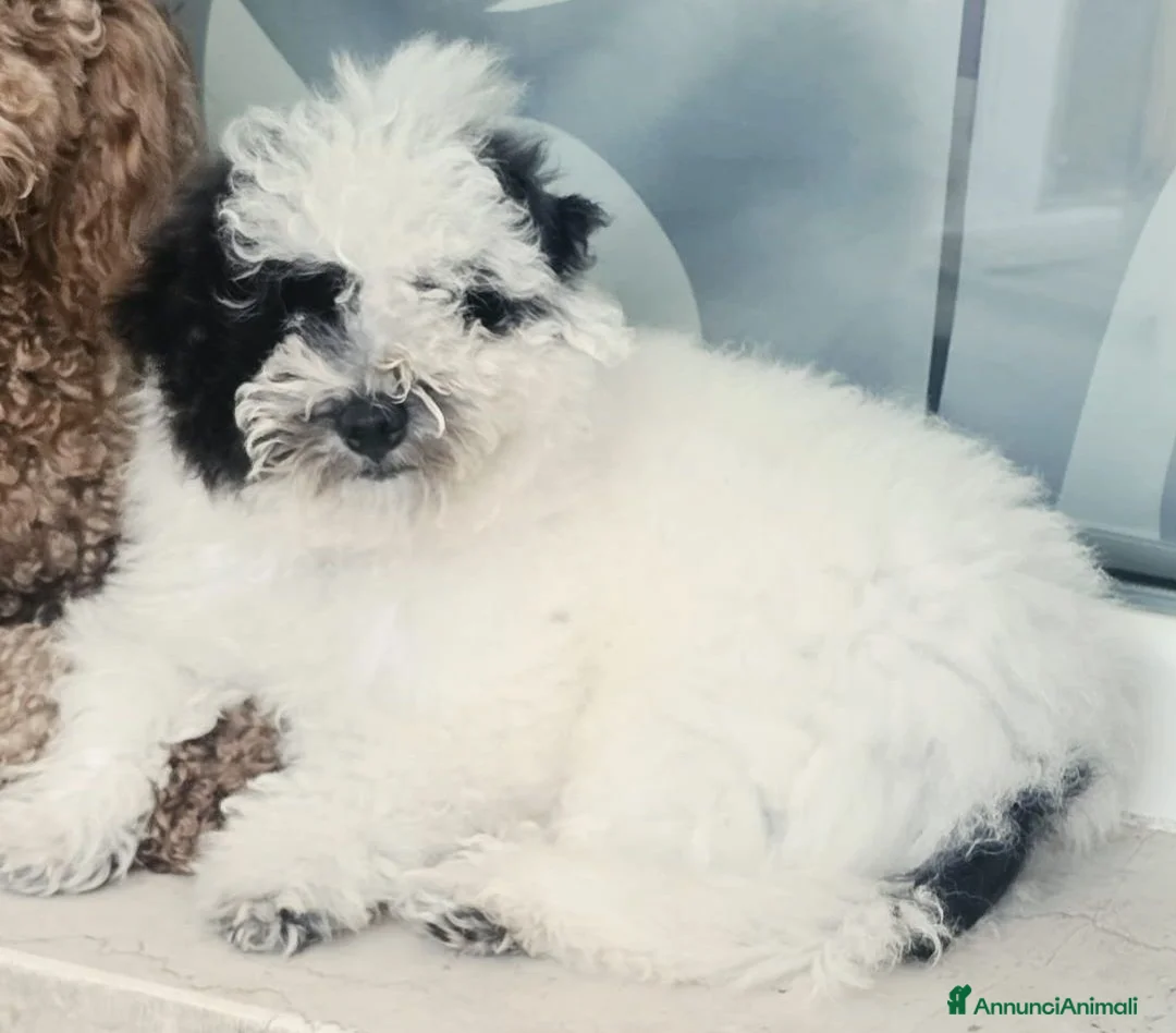 Maltipoo cani in vendita: Cucciolo maschio Maltipoo a Provincia di Vicenza - Annuncio 1
