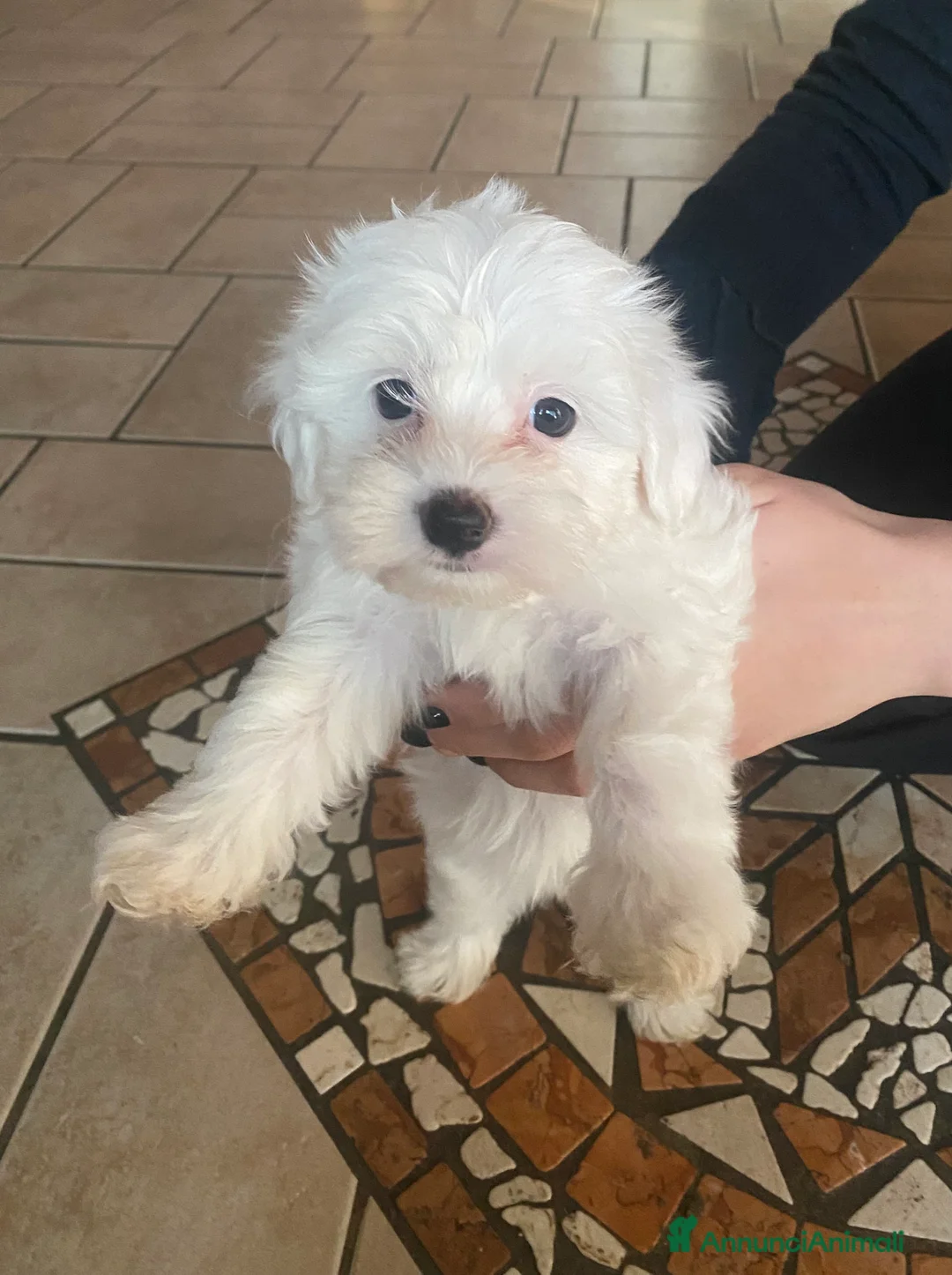 Maltese cani in vendita: Cuccioli Maltese  - Annuncio 8