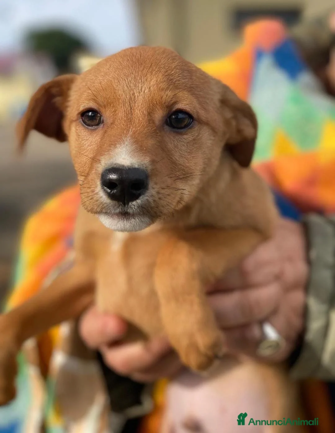 Meticcio cani in regalo: BACK 💙 - cucciolo adorabile, futura taglia media a Provincia di Pavia - Annuncio 11