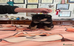 Shiba Inu cani in vendita: Shiba inu cuccioli  a Province of Pavia - Immagine 8