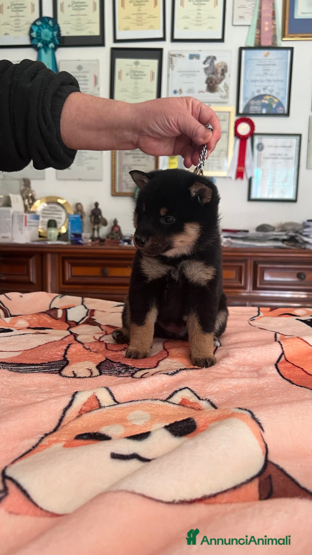 Shiba Inu cani in vendita: Shiba inu cuccioli  a Province of Pavia - Immagine 8