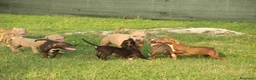 Pitbull cani in vendita: Cucciola Pit Bull con pedigree anche a rate - Annuncio 2