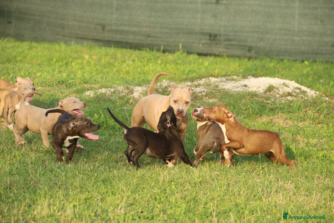 Pitbull cani in vendita: Cucciola Pit Bull con pedigree anche a rate - Annuncio 2