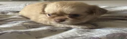 Chihuahua cani in vendita: CUCCIOLI CHIHUAHUA - Annuncio 2