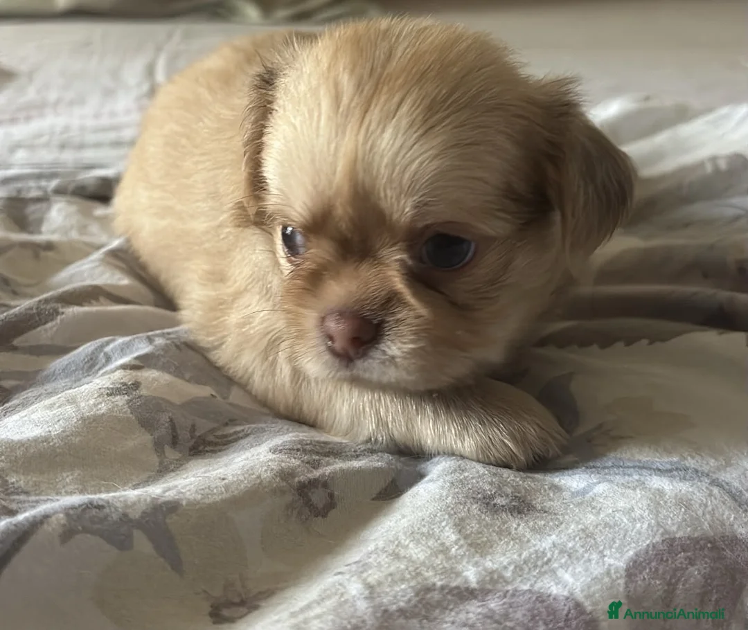 Chihuahua cani in vendita: CUCCIOLI CHIHUAHUA - Annuncio 2