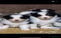 Australian Shepherd cani in vendita: Pastore australiano  a Città Metropolitana di Torino - Immagine 6