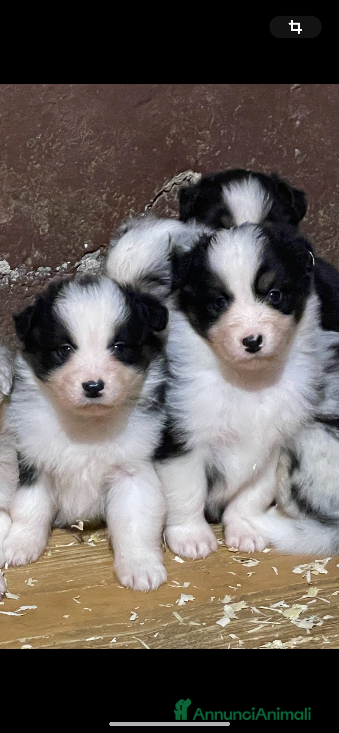 Australian Shepherd cani in vendita: Pastore australiano  a Città Metropolitana di Torino - Immagine 6