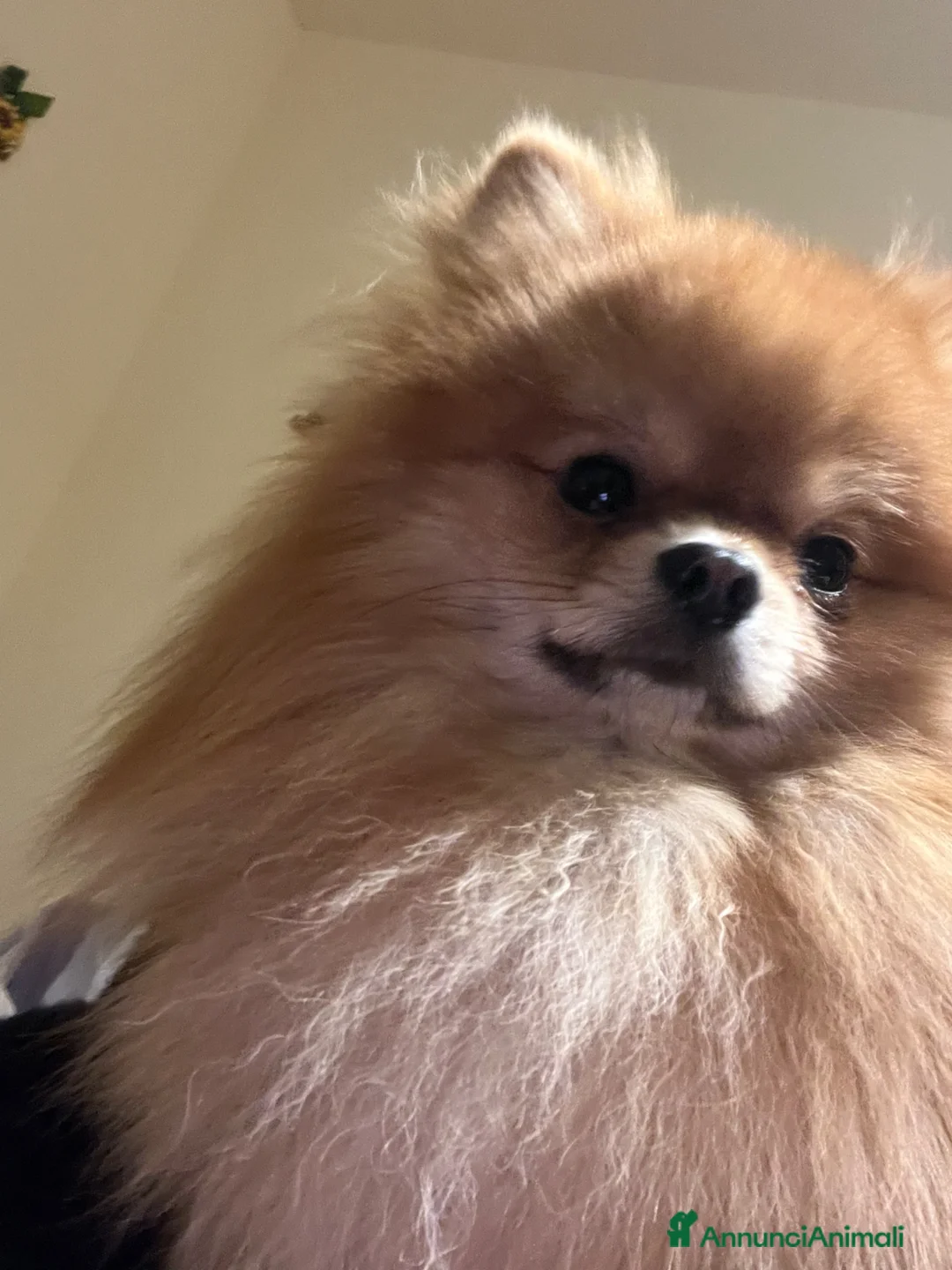 Spitz cani per accoppiamento: Spitz nano per accoppiamento - Annuncio 2