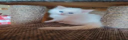 Siberiano gatti in vendita: Gatti cuccioli Siberiani a Provincia di Forlì-Cesena - Annuncio 13
